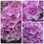 Флокс Phlox Граффити